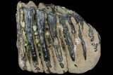 Partial Southern Mammoth Molar - Hungary #111853-2